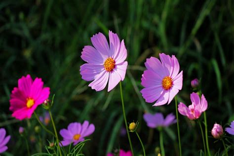 格桑花花語|格桑花的花语和寓意